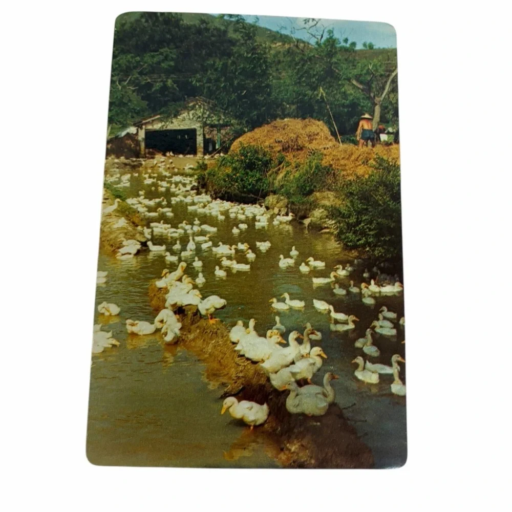 Tranquil Duck Pond Postcard | Rustic Farmhouse Scene